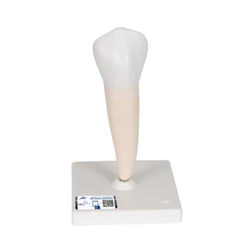 Model zob 3B (1000242)