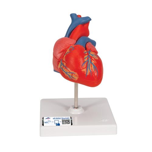 Model srca 3B, 2-delni (1017800)