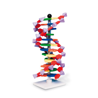Model dvojne vijačnice DNA 12 segmentov miniDNA komplet (B-1005298)